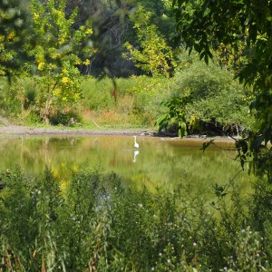 Marcheg - rybník